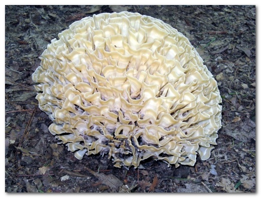 Sparassis crispa aka Cauliflower Mushroom (looks like a loofah sponge to me)