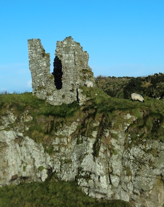 Dunseverick Castle, with grazing sheep